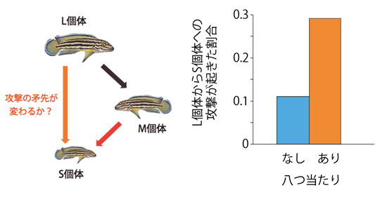 図３　L個体からS個体への攻撃が見られたデータの割合（平均値）。M個体がS個体に八つ当たりを行うと、L個体がS個体を攻撃する確率が統計的に有意に高まる。この効果は、L個体からM個体への単発的な攻撃の場合にのみ見られ、L個体がM個体を執拗に攻撃した場合には見られなかった。