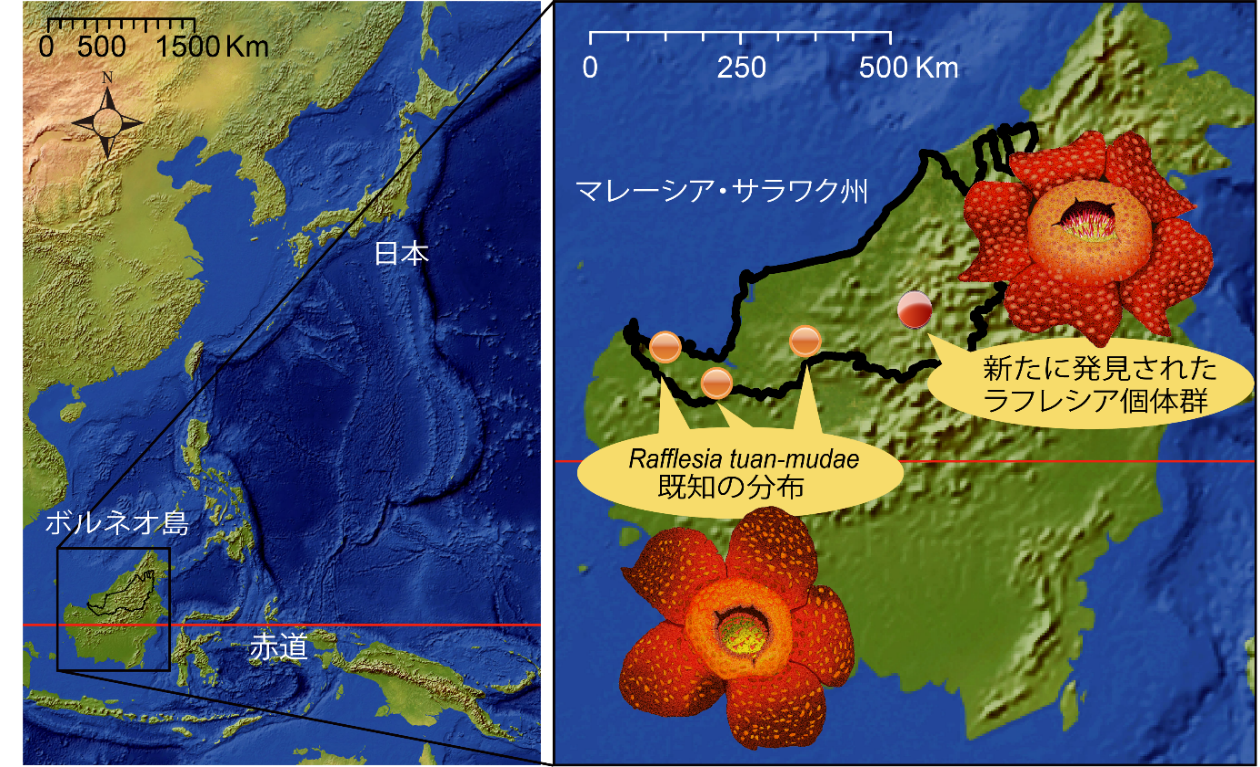マレーシア・サラワク州における既知のラフレシア・トゥアンムデの分布と新たに発見された個体群の位置